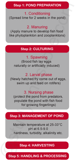 carp culture steps, pond preparation, culturing, management of pond, harvesting, handling and processing